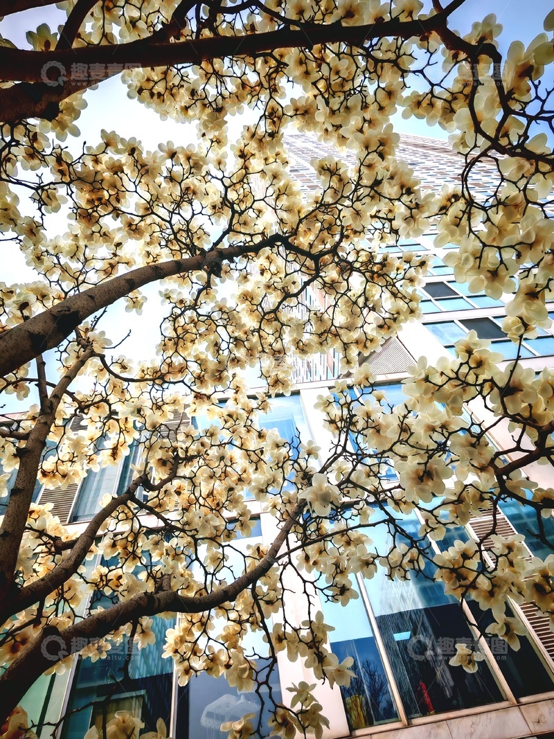 高清大图下载【趣麦麦图】春日玉兰花盛开城市风光