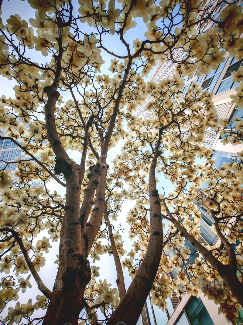 高清大图下载【趣麦麦图】城市春日玉兰盛开美景