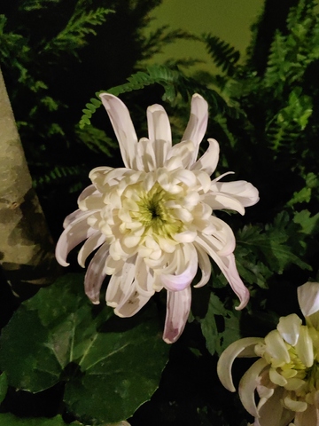白色秋菊菊花花朵花卉花瓣花蕊植物