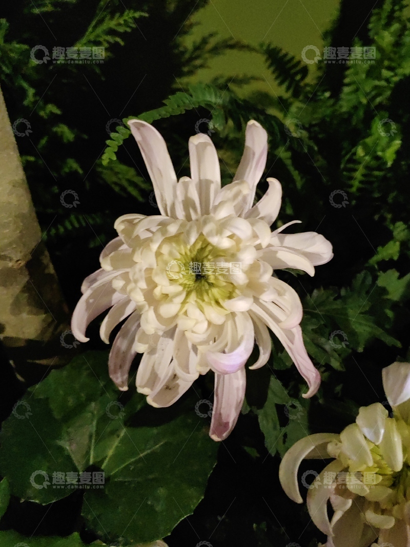 高清大图下载【趣麦麦图】白色秋菊菊花花朵花卉花瓣花蕊植物