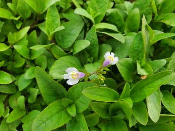 通泉草花朵花卉野花绿叶植物