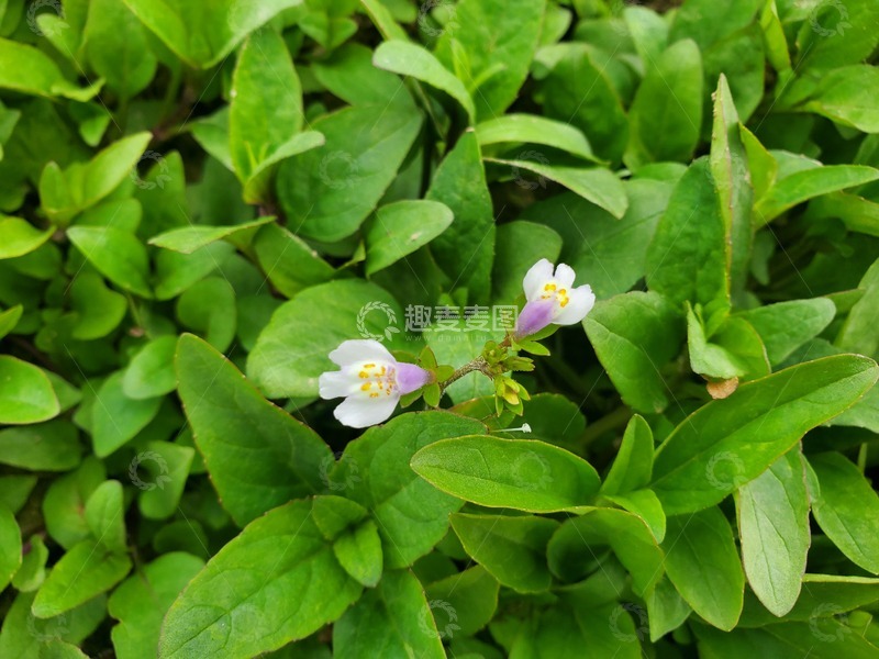高清大图下载【趣麦麦图】-通泉草花朵花卉野花绿叶植物