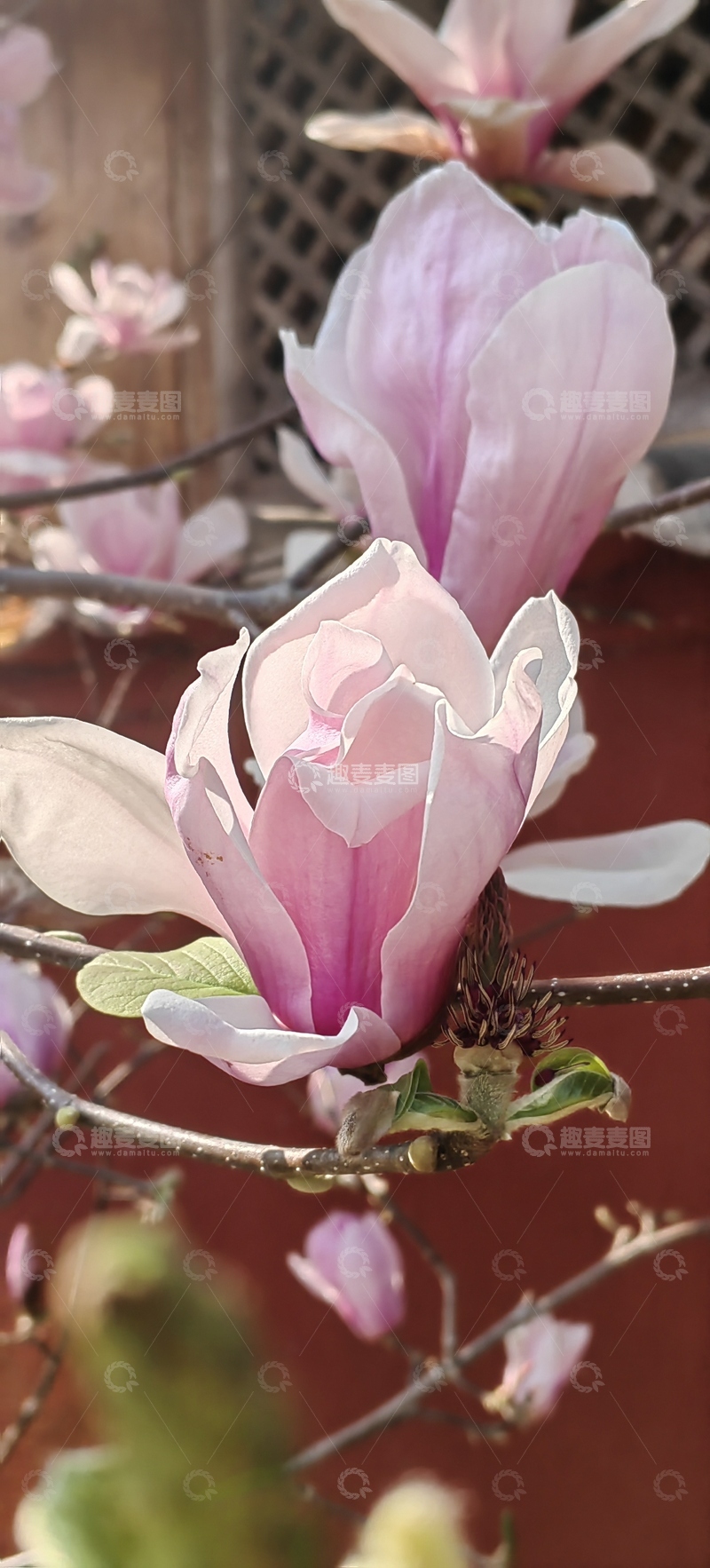 高清大图下载【趣麦麦图】天目玉兰花花朵花卉花瓣花苞