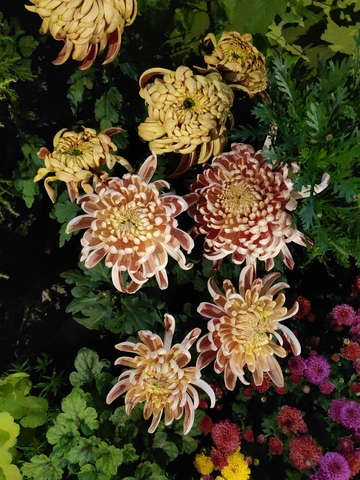 牡丹菊菊花花朵花卉绿叶花丛