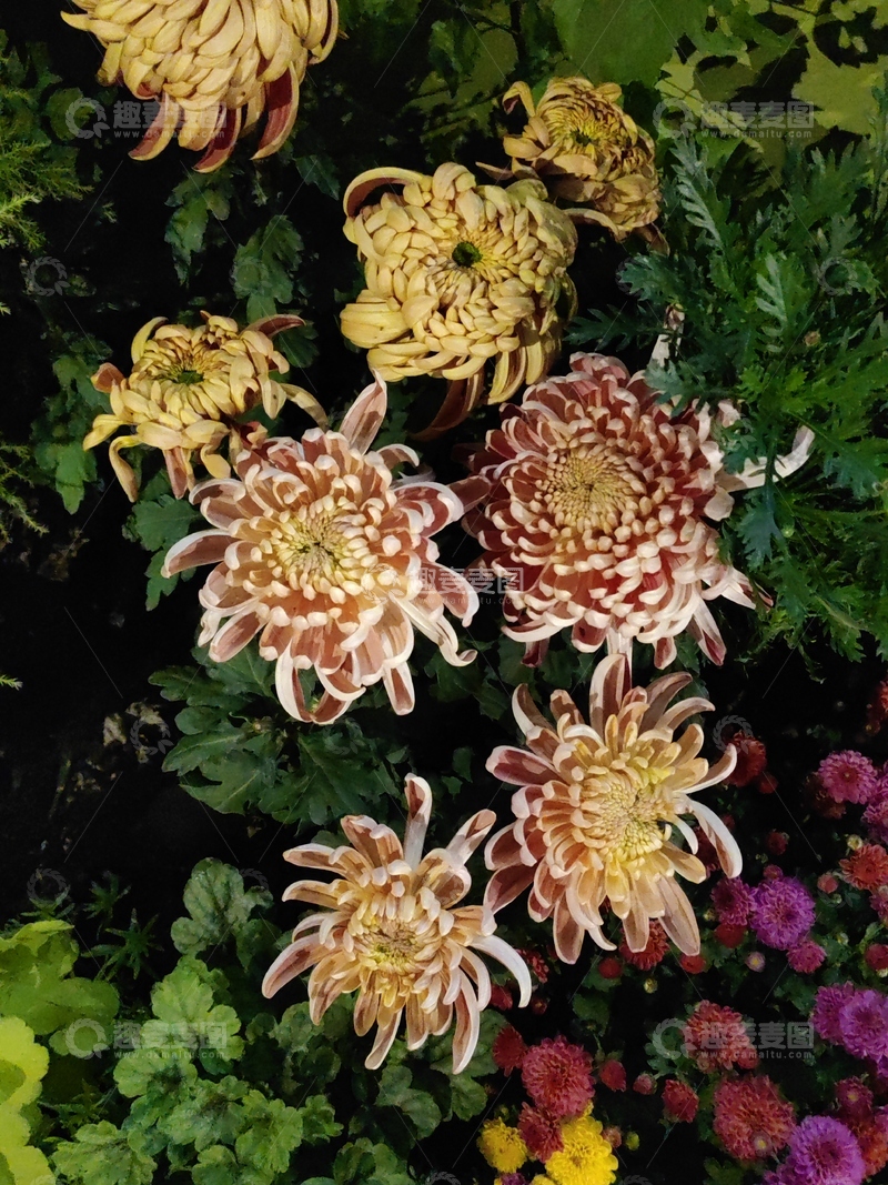 高清大图下载【趣麦麦图】牡丹菊菊花花朵花卉绿叶花丛