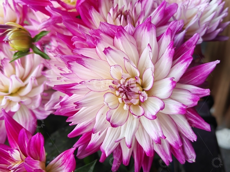 高清大图下载【趣麦麦图】粉白色菊科大丽花花朵花卉花瓣