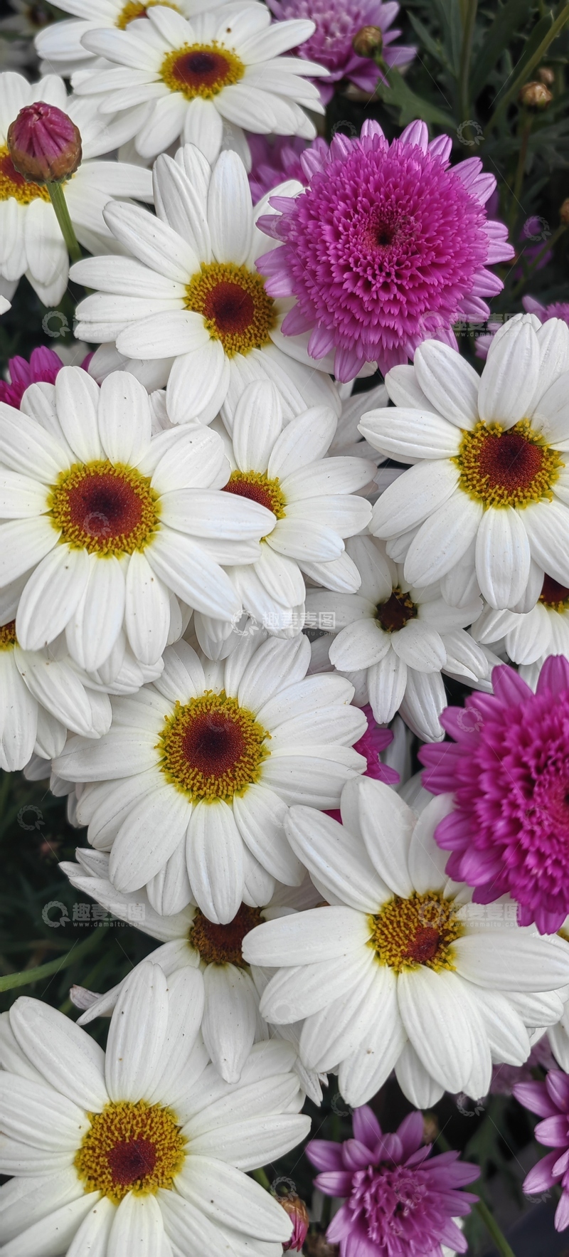 高清大图下载【趣麦麦图】滨菊雏菊菊花花朵花卉花丛