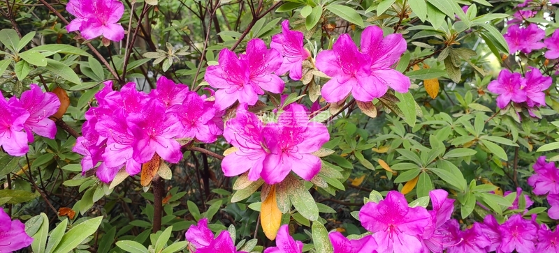 高清大图下载【趣麦麦图】映山红杜鹃花花朵花卉花瓣绿叶花丛