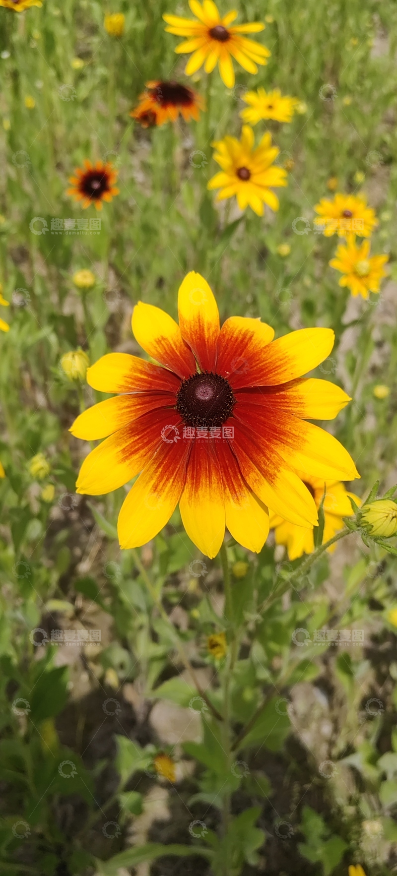 高清大图下载【趣麦麦图】黑心金光菊菊花花朵花卉花瓣花蕊花丛