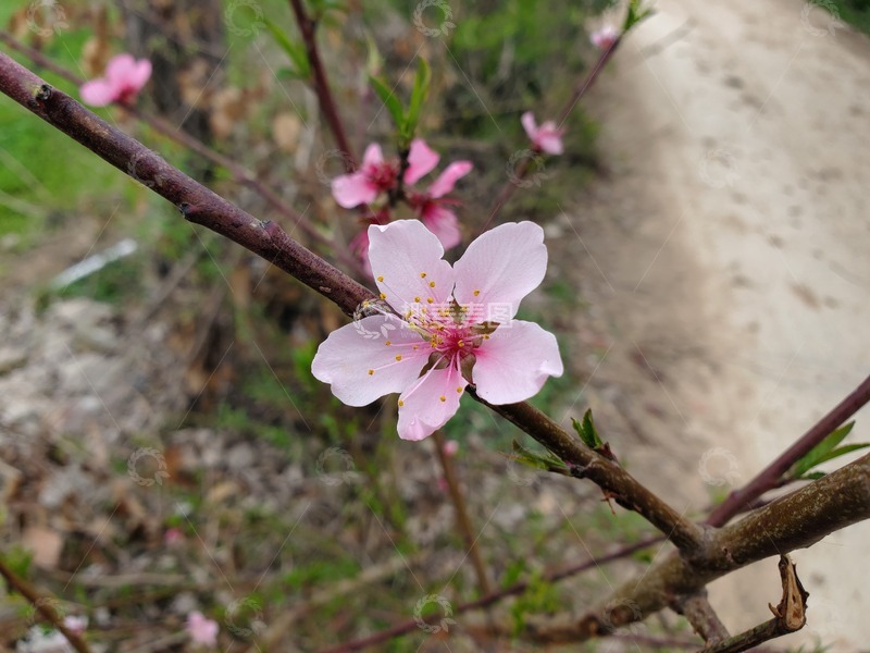 高清大图下载【趣麦麦图】桃花花朵花卉花瓣花蕊树枝桃枝