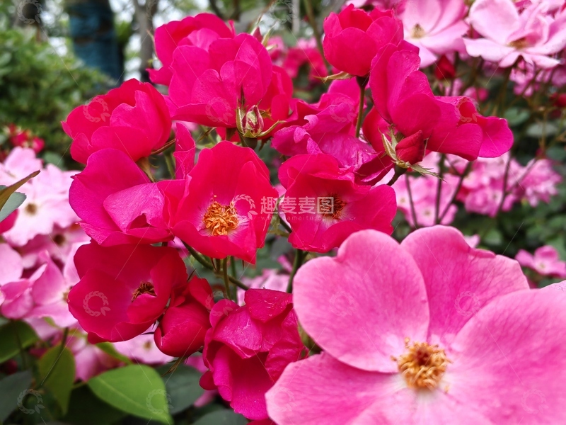 高清大图下载【趣麦麦图】月季花蔷薇花花朵花瓣花蕊花丛