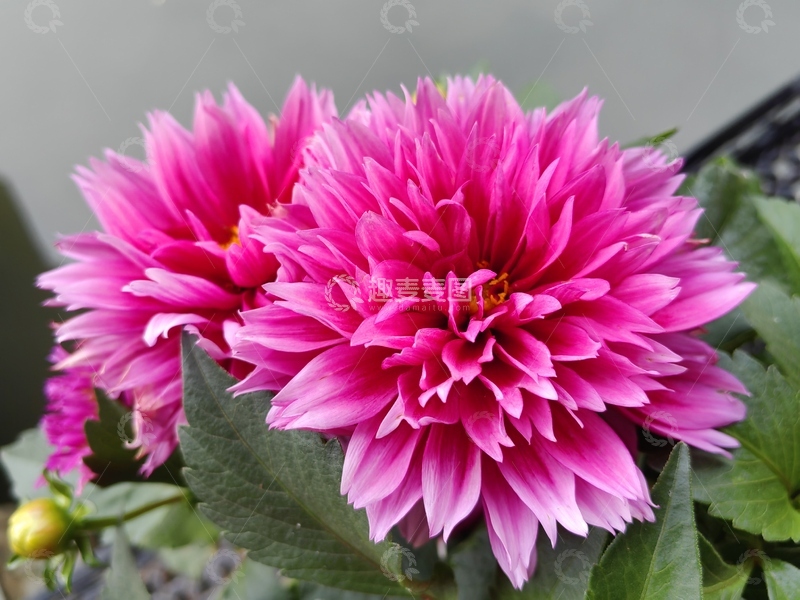 高清大图下载【趣麦麦图】大丽花花朵花卉花球花瓣绿叶植物