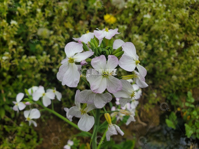 高清大图下载【趣麦麦图】萝卜花花朵花卉花球蔬菜植物