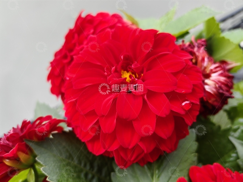 高清大图下载【趣麦麦图】红色大丽花花朵花卉花瓣花蕊绿叶