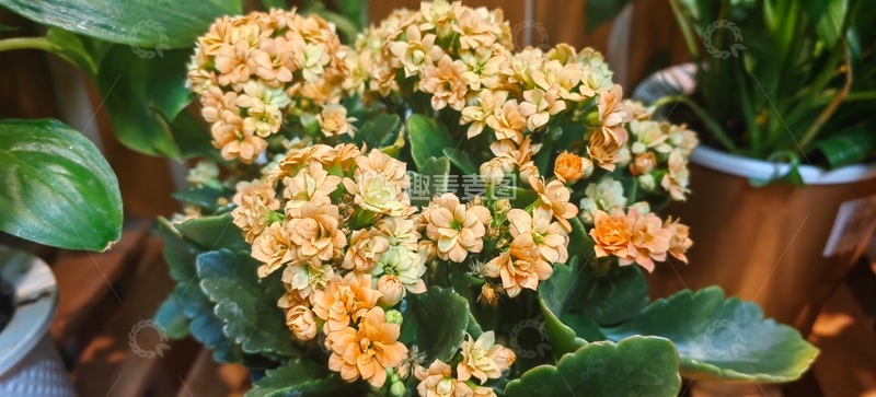 高清大图下载【趣麦麦图】长寿花花朵花卉花簇绿叶植物