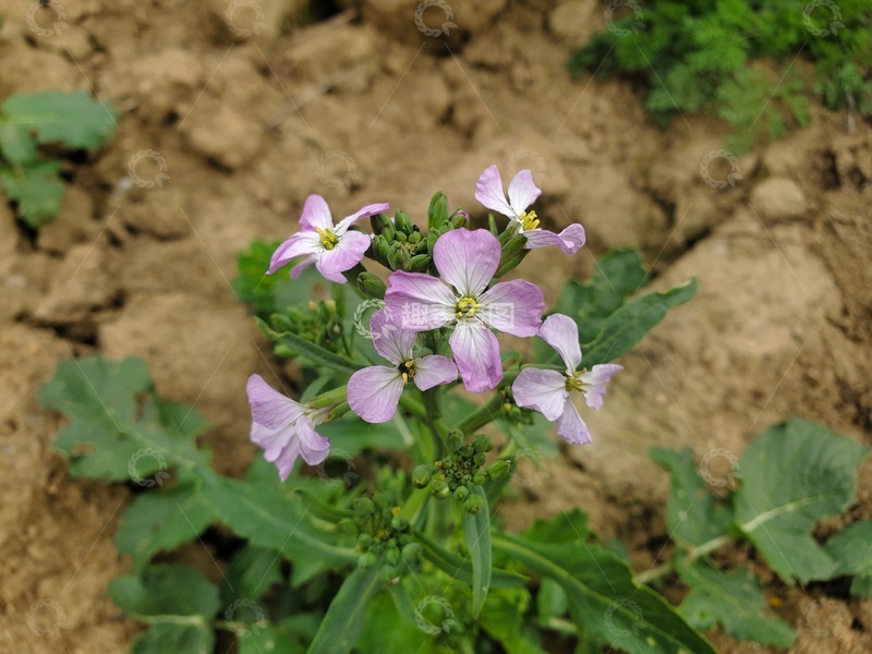 高清大图下载【趣麦麦图】萝卜花花朵花卉花瓣花苞绿叶植物