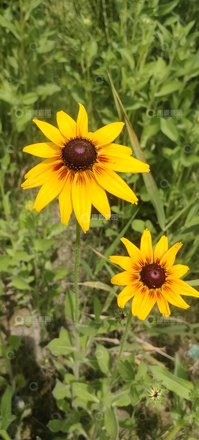 高清大图下载【趣麦麦图】黑眼菊菊花花朵花卉花瓣花蕊花丛