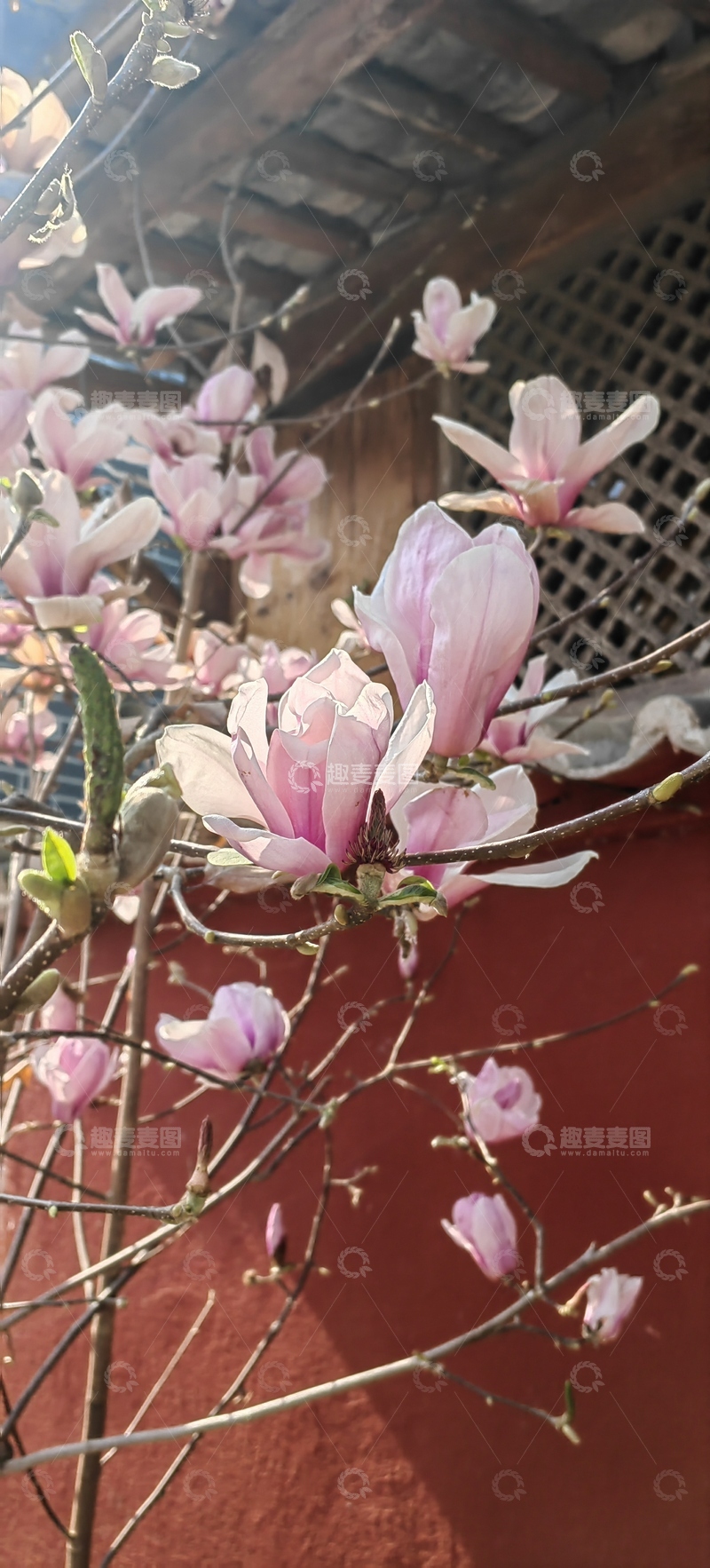 高清大图下载【趣麦麦图】二乔玉兰花花朵花卉花瓣花苞