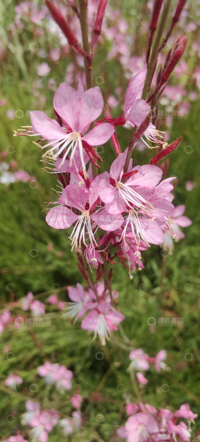 高清大图下载【趣麦麦图】山桃草花朵花卉花瓣花蕊植物
