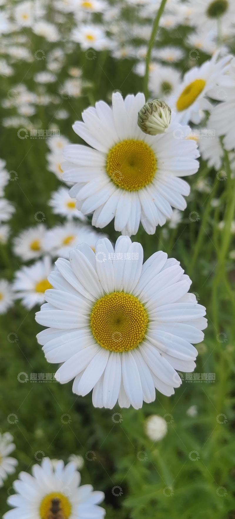 高清大图下载【趣麦麦图】白色滨菊菊花花朵花苞花卉花丛