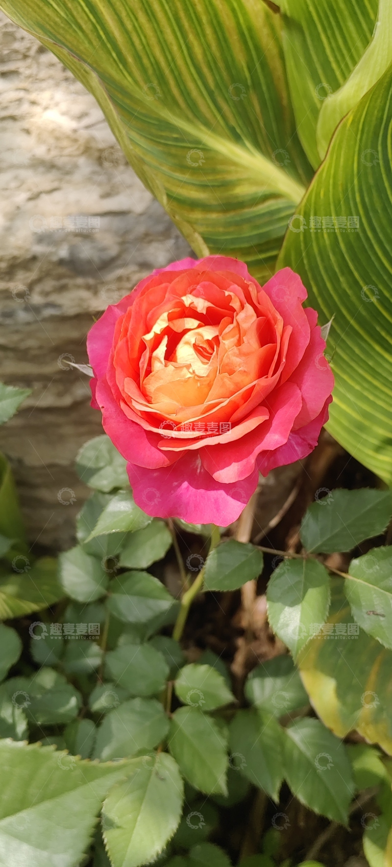 高清大图下载【趣麦麦图】蔷薇花月季花花朵花卉绿叶植物