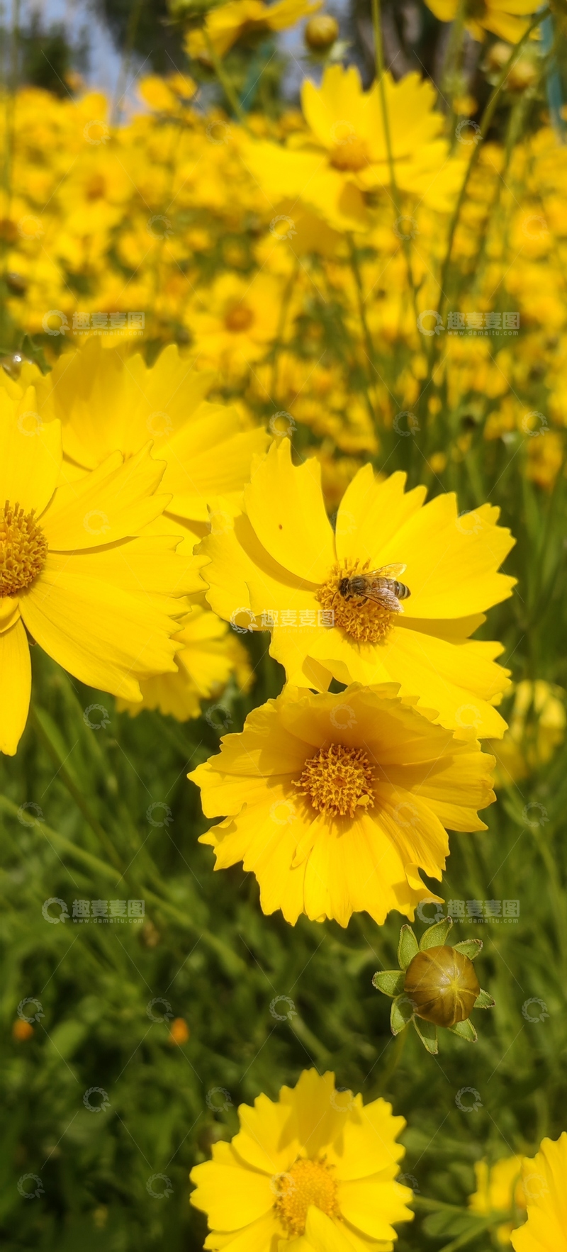 高清大图下载【趣麦麦图】孔雀菊菊花花朵花卉花瓣花丛蜜蜂