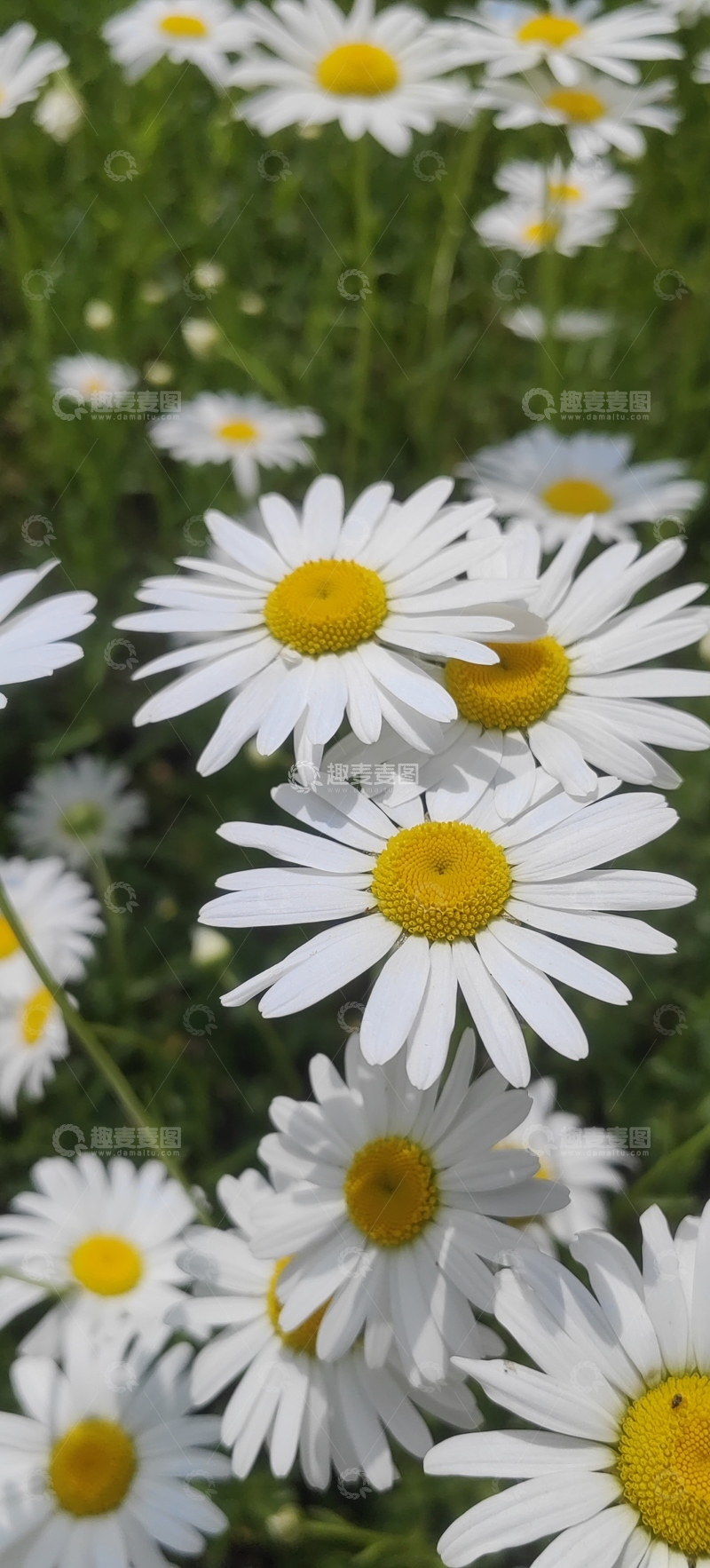 高清大图下载【趣麦麦图】菊花滨菊花朵花卉花瓣花蕊花丛