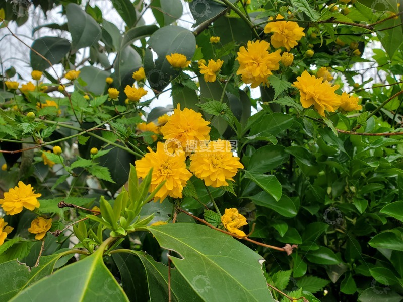 高清大图下载【趣麦麦图】重瓣棣棠花花朵花卉绿叶树枝