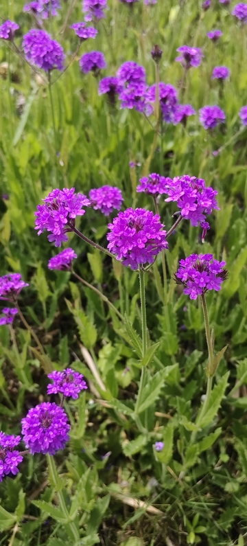 薰衣草花朵花卉花丛草丛植物