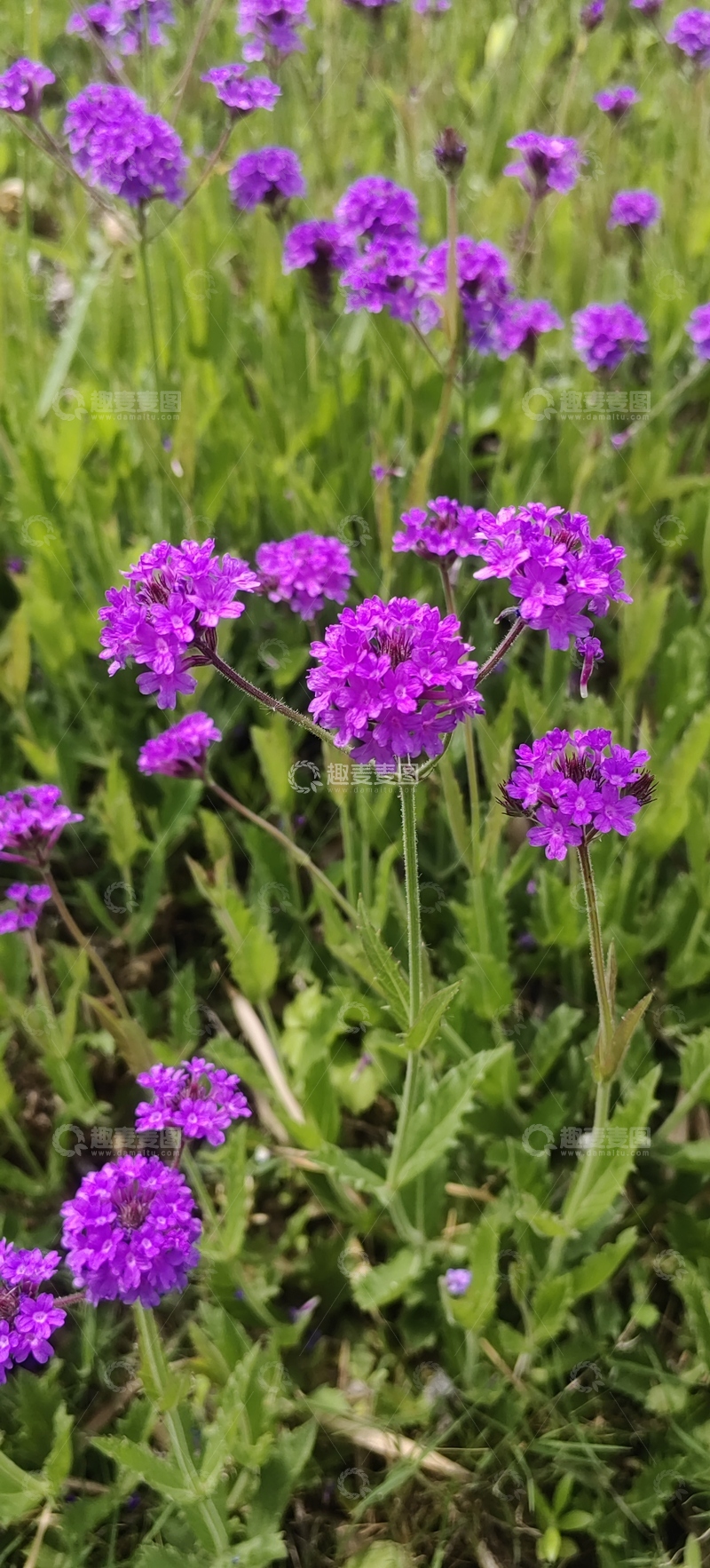 高清大图下载【趣麦麦图】薰衣草花朵花卉花丛草丛植物