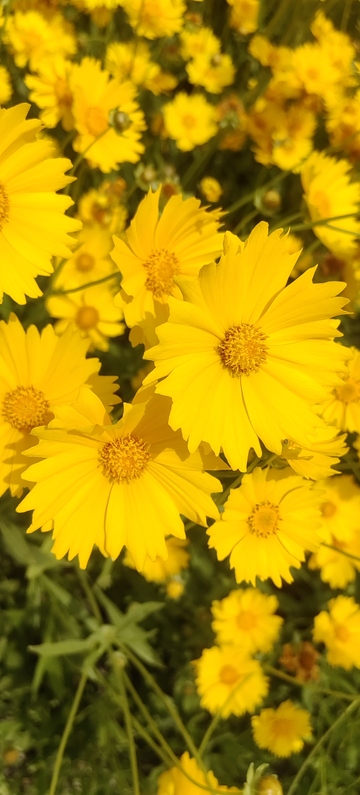 金钱菊孔雀菊蜜蜂花朵花卉花丛