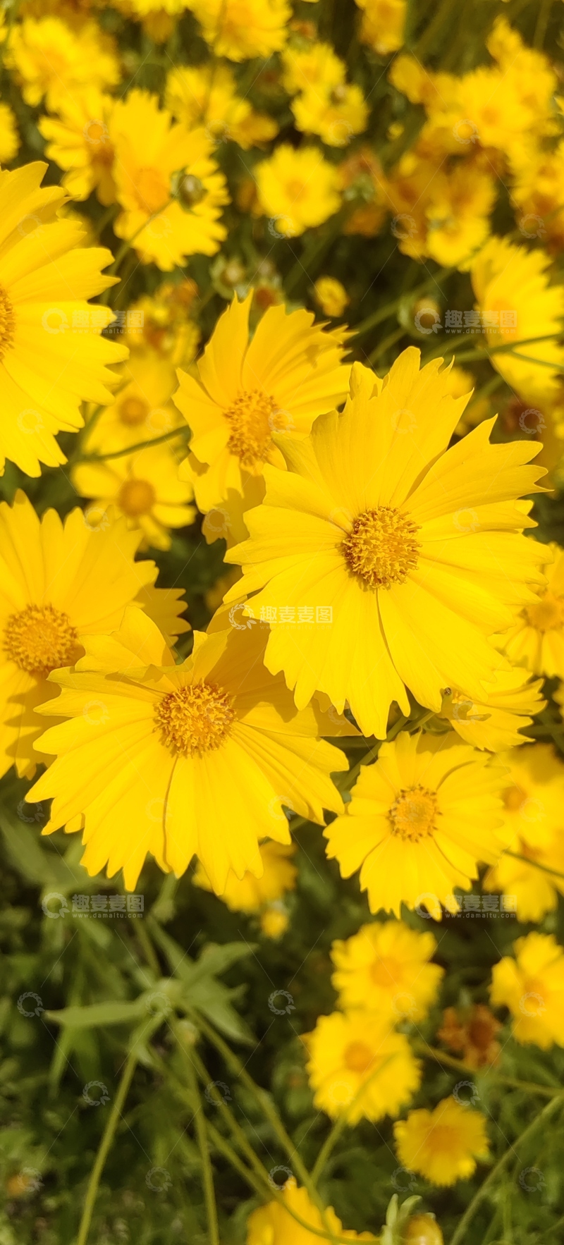 高清大图下载【趣麦麦图】金钱菊孔雀菊蜜蜂花朵花卉花丛