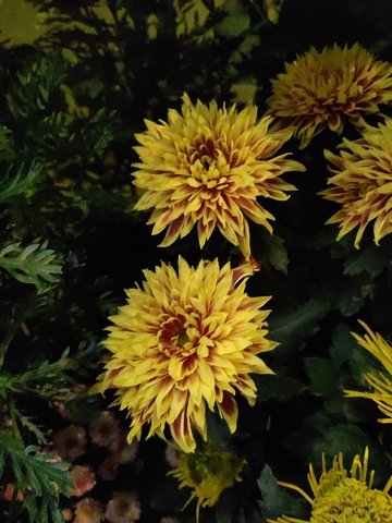 橘黄色菊科大丽花花朵花卉花蕊