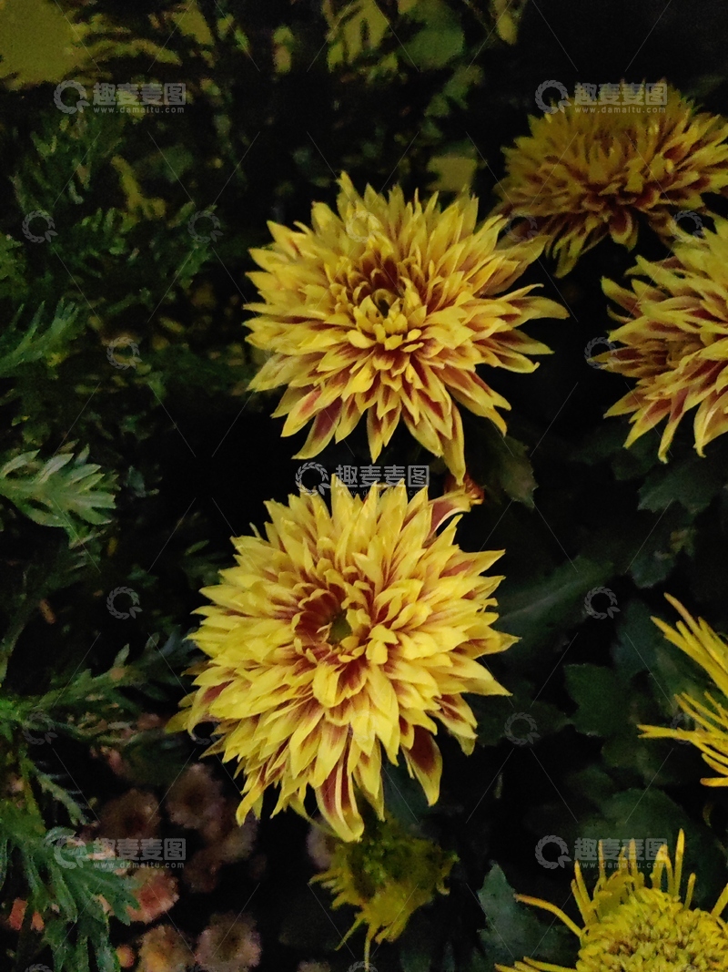 高清大图下载【趣麦麦图】橘黄色菊科大丽花花朵花卉花蕊