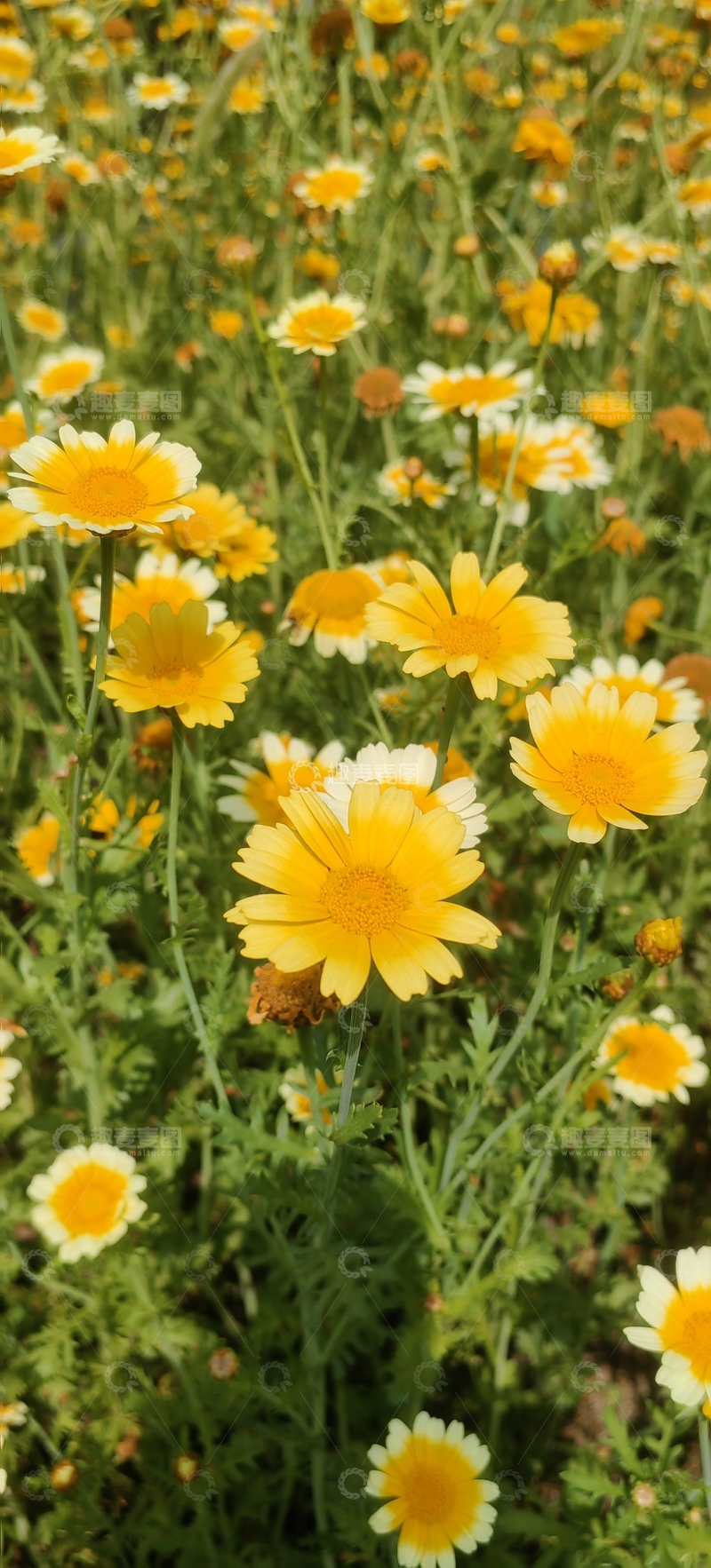 高清大图下载【趣麦麦图】南茼蒿田地菊菊花花朵花卉花丛