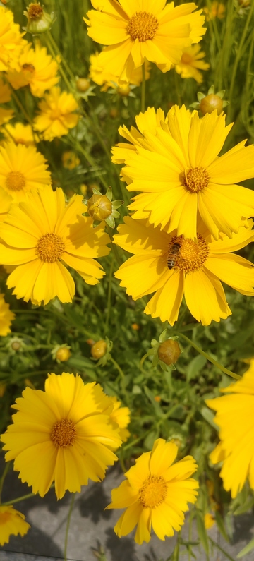 金钱菊菊花花朵花卉花瓣花蕊花丛