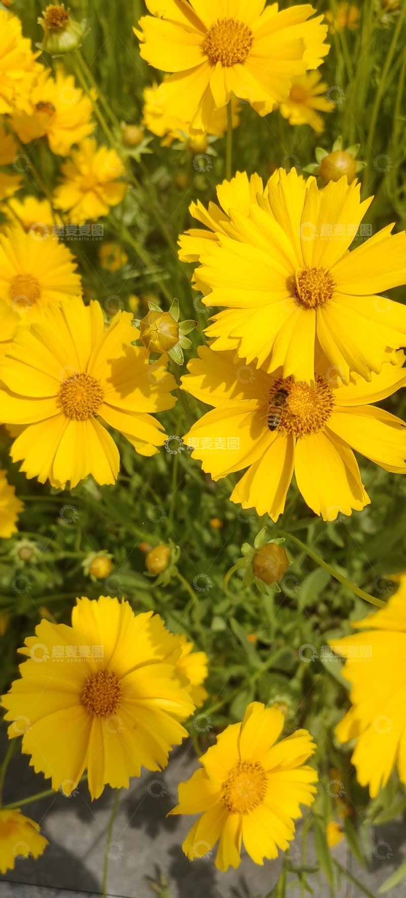 高清大图下载【趣麦麦图】金钱菊菊花花朵花卉花瓣花蕊花丛