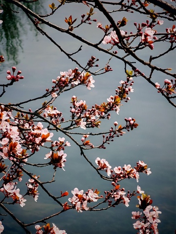 春花映水美景摄影