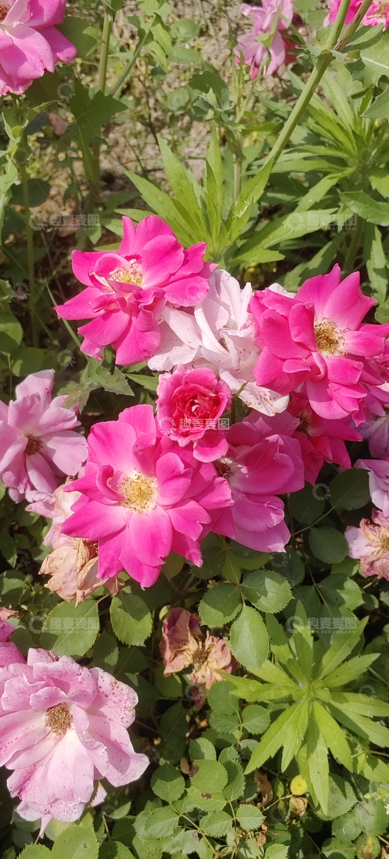 高清大图下载【趣麦麦图】月季花蔷薇花花朵花卉花瓣花丛