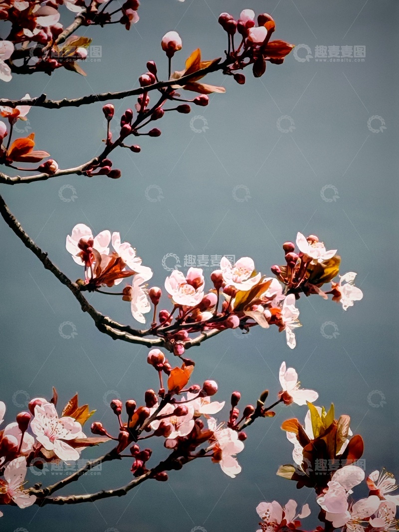 高清大图下载【趣麦麦图】春日樱花绽放美景摄影1