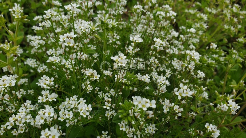 高清大图下载【趣麦麦图】荠菜花碎米荠花朵花卉花丛草丛