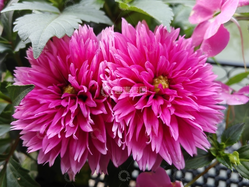 高清大图下载【趣麦麦图】粉红色菊科大丽花花朵花瓣花蕊