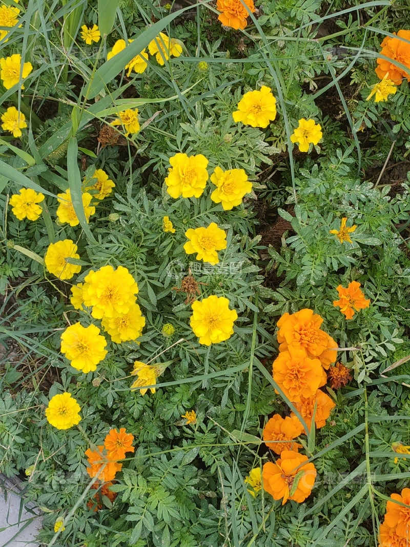 高清大图下载【趣麦麦图】万寿菊菊花花朵花卉绿叶植物花丛