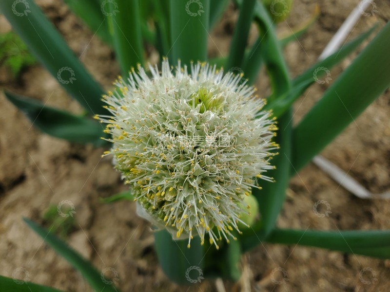 高清大图下载【趣麦麦图】洋葱花花朵花卉花蕊花球蔬菜植物