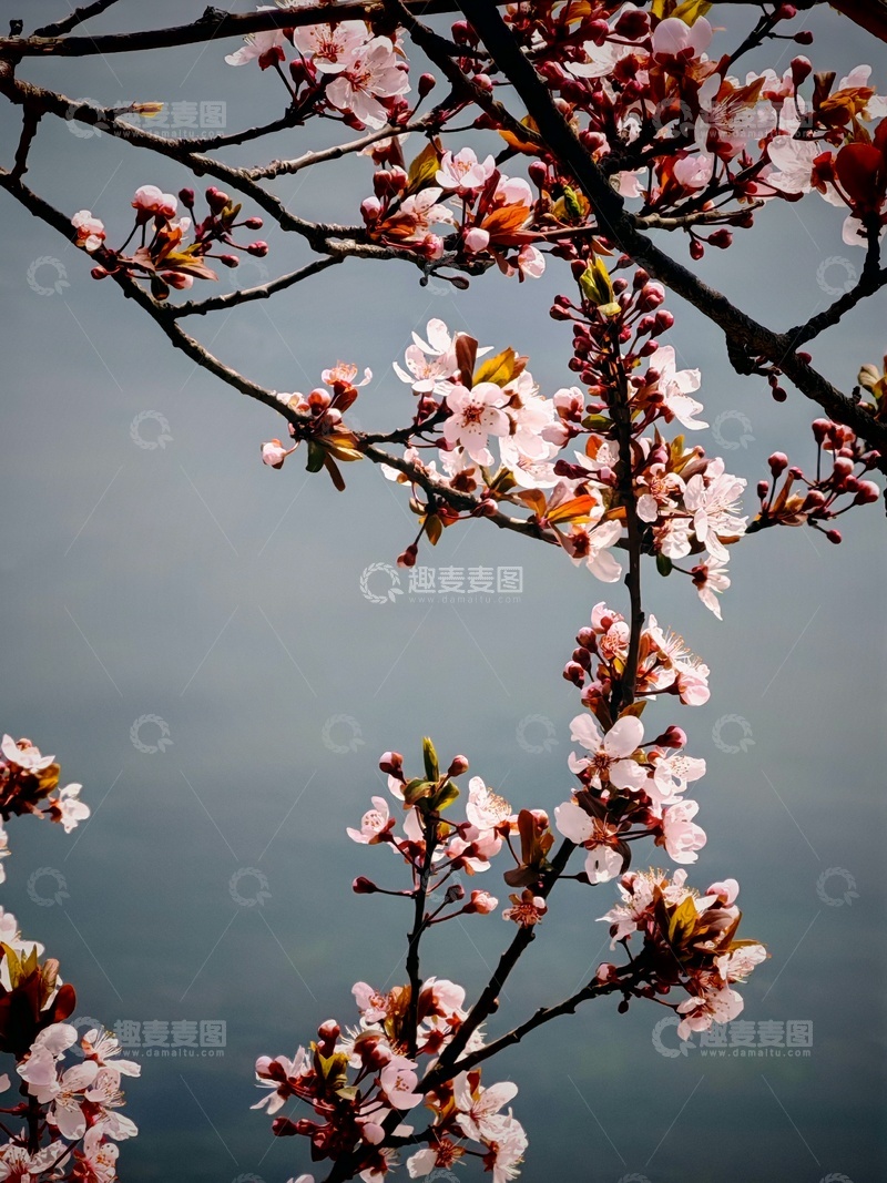 高清大图下载【趣麦麦图】春日樱花绽放美景摄影3