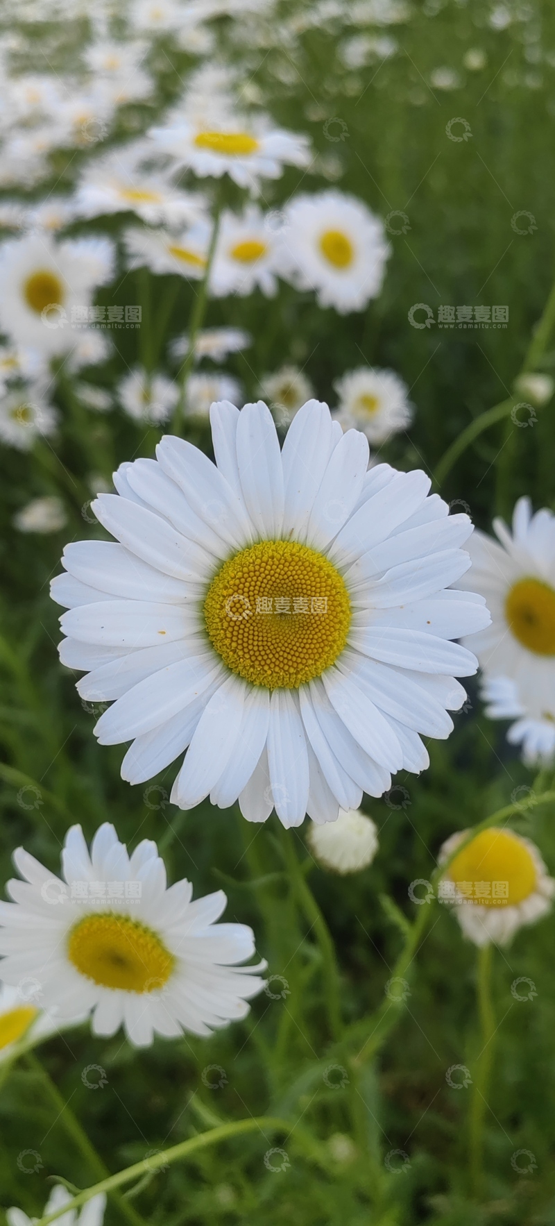 高清大图下载【趣麦麦图】滨菊菊花花丛花朵花卉植物