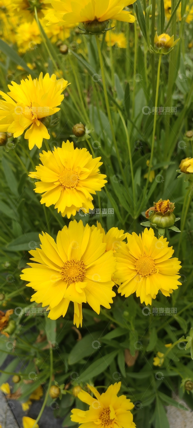 高清大图下载【趣麦麦图】大花金鸡菊菊花花朵花卉花苞植物花丛