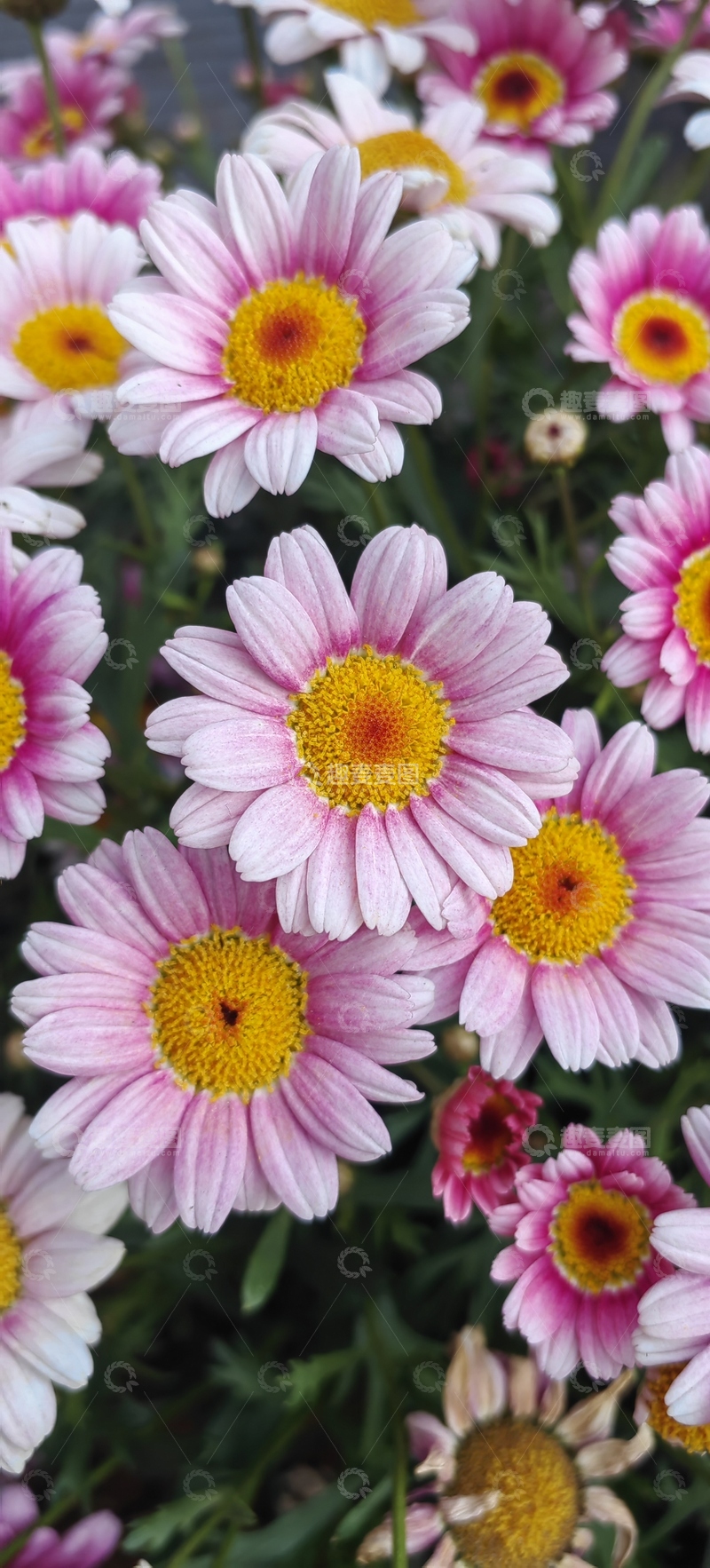 高清大图下载【趣麦麦图】玛格丽特品种菊科木茼蒿花卉