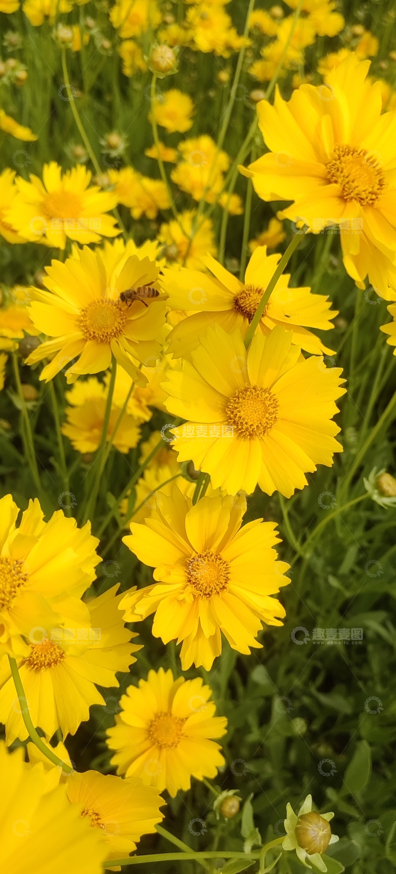高清大图下载【趣麦麦图】大花金鸡菊花朵花卉花丛蜜蜂