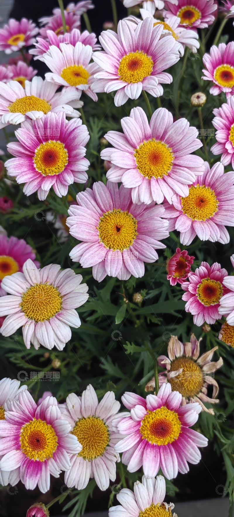 高清大图下载【趣麦麦图】玛格丽特品种菊科木茼蒿花朵